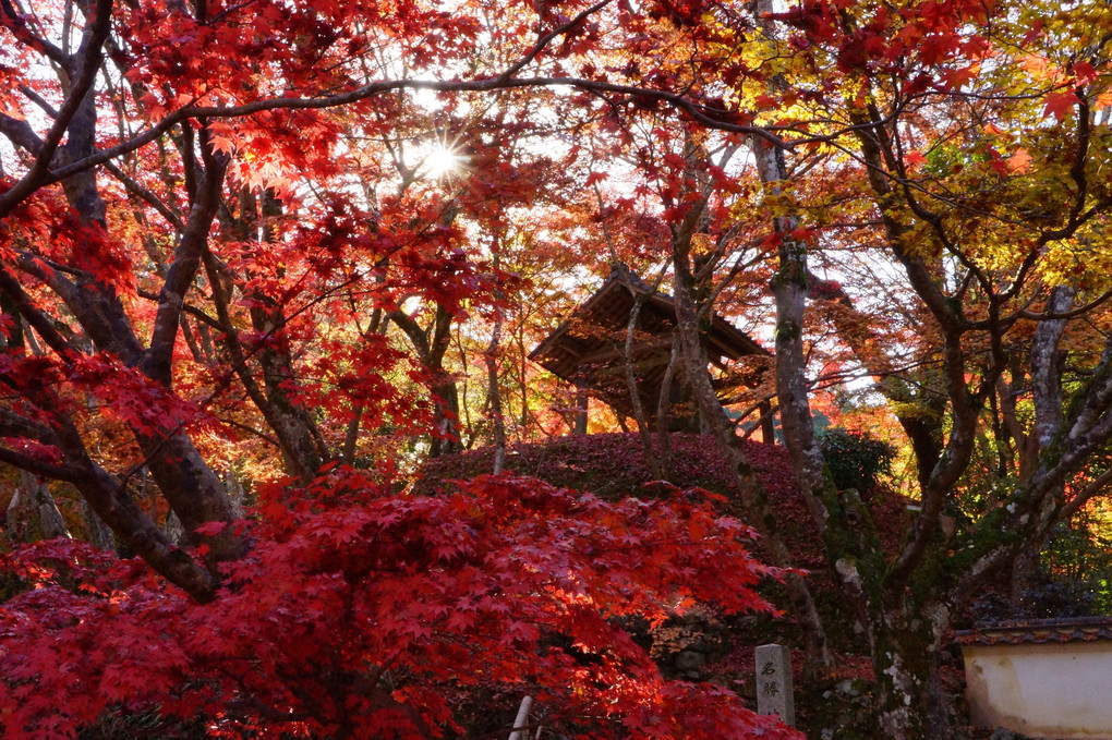 地蔵寺の紅葉