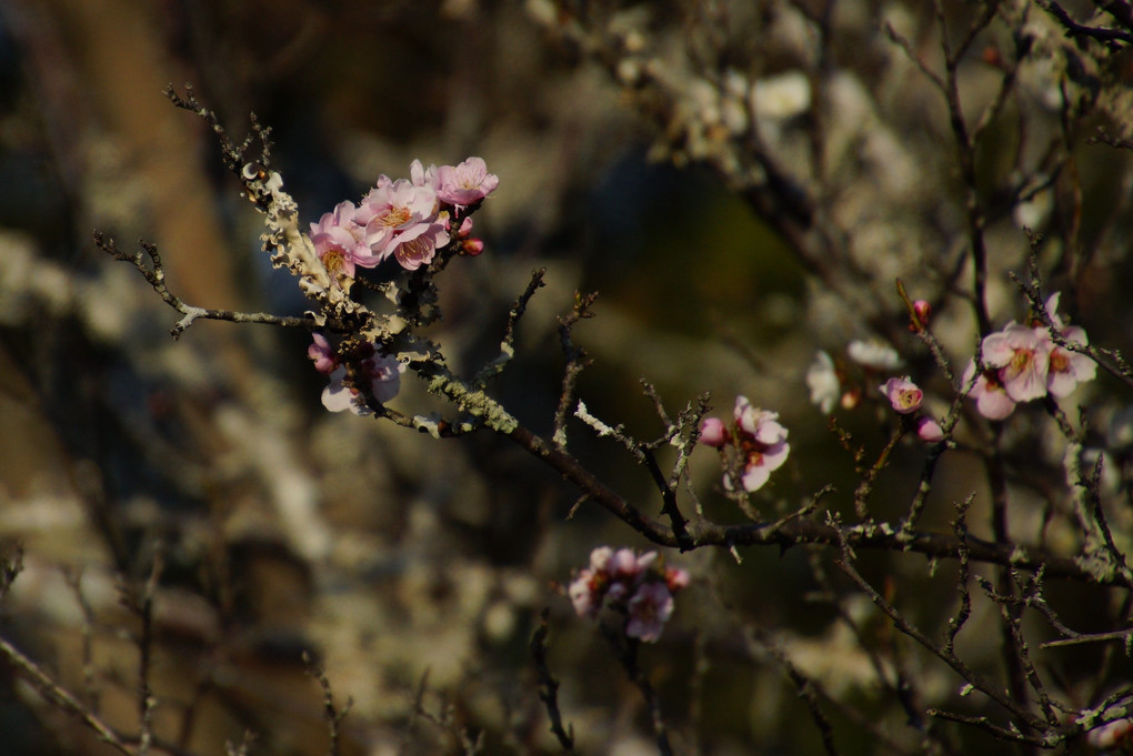 古木の梅の花