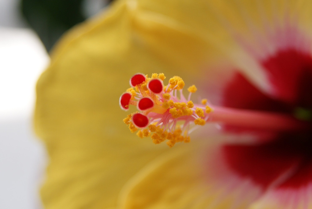 ベランダに夏の花