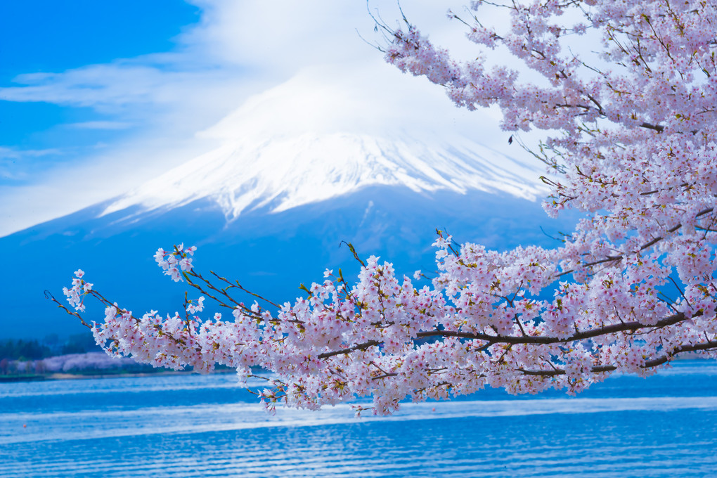 河口湖畔の桜と富士山