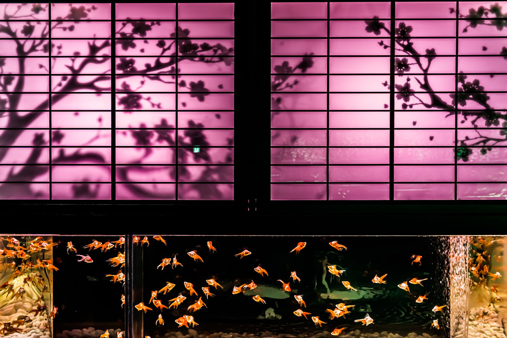 Goldfish meets Sakura