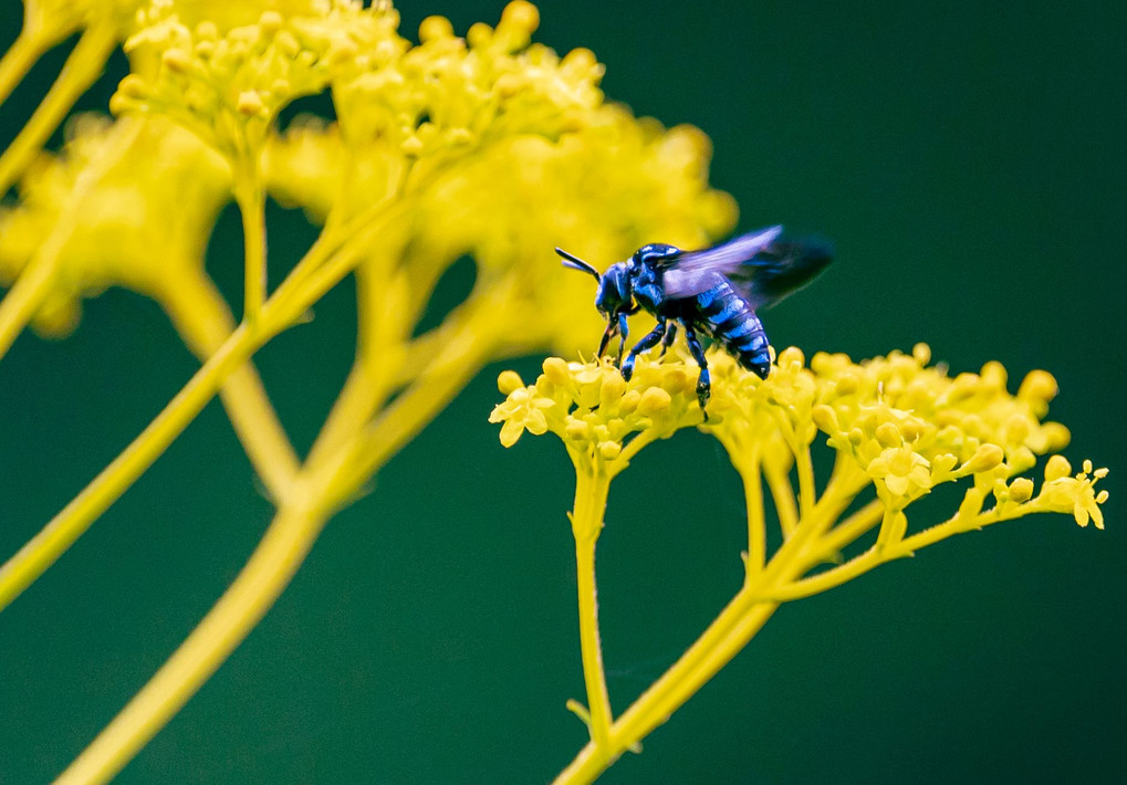 約束する青い蜂