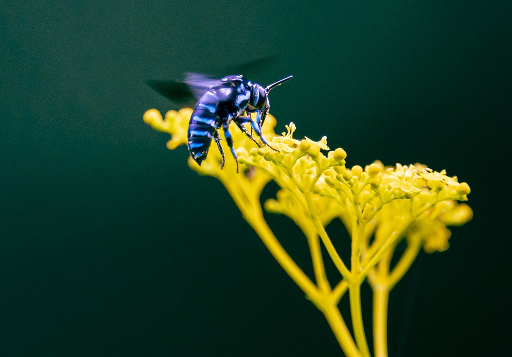 約束する青い蜂