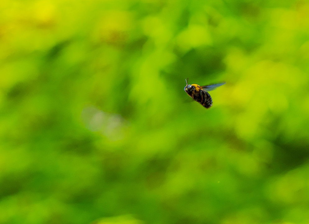 くまん蜂の飛ぶ季節
