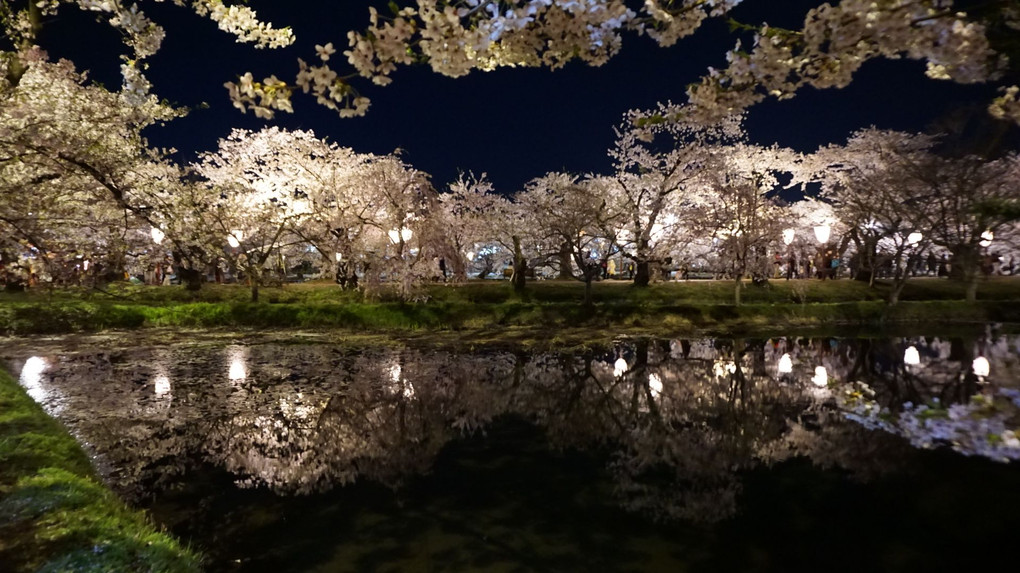 桜まつりの夜