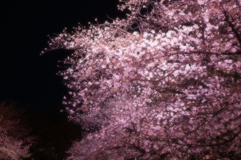 夜桜を。