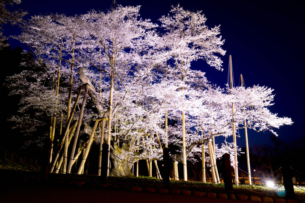 夜の薄墨桜