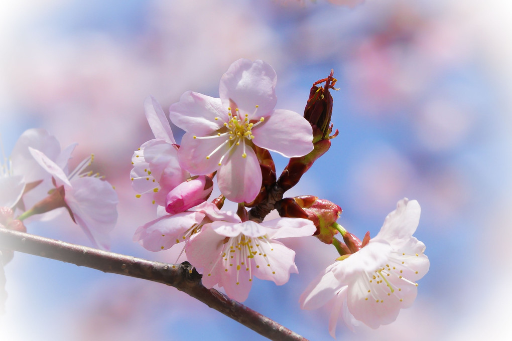 北海道の桜撮影入門講座（蔵出）