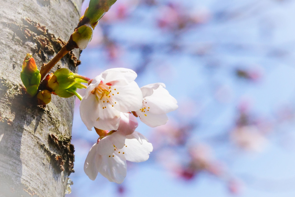 北海道の桜撮影入門講座（蔵出）