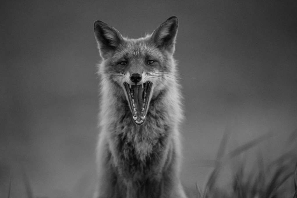 THE Fox