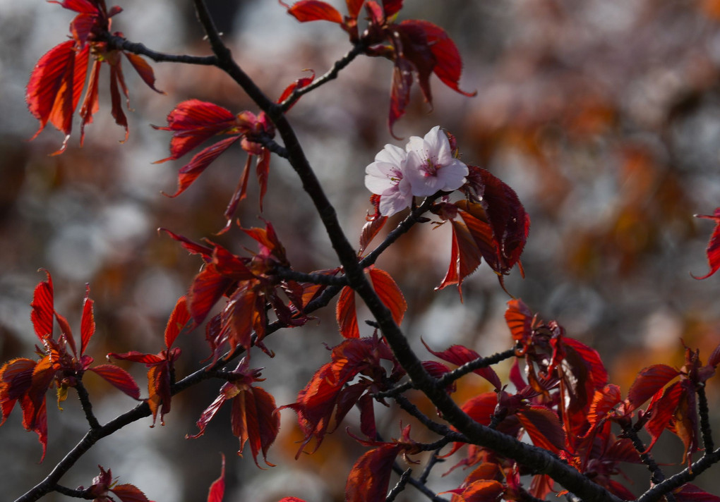 初桜