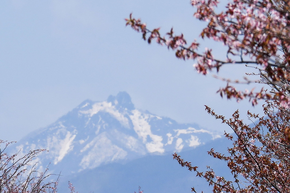 桜と雪山