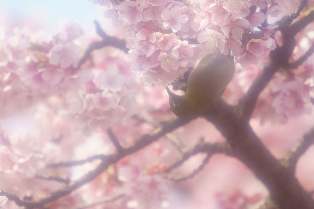 桜の花咲く頃