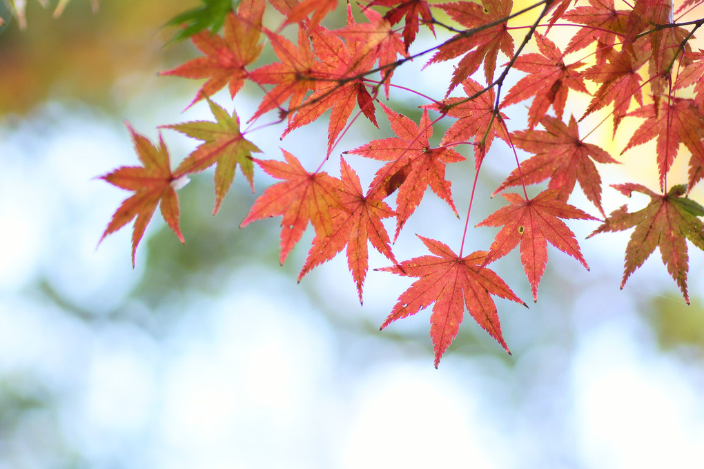 京都・醍醐寺の紅葉