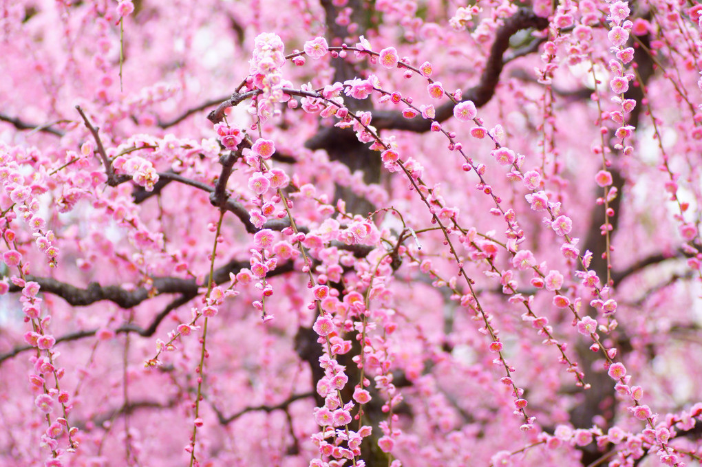 水ぬるむ頃～京都・城南宮の枝垂れ梅