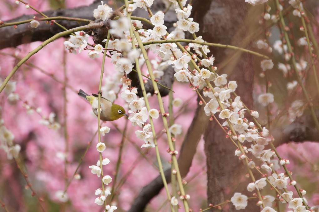 水ぬるむ頃～京都・城南宮の枝垂れ梅
