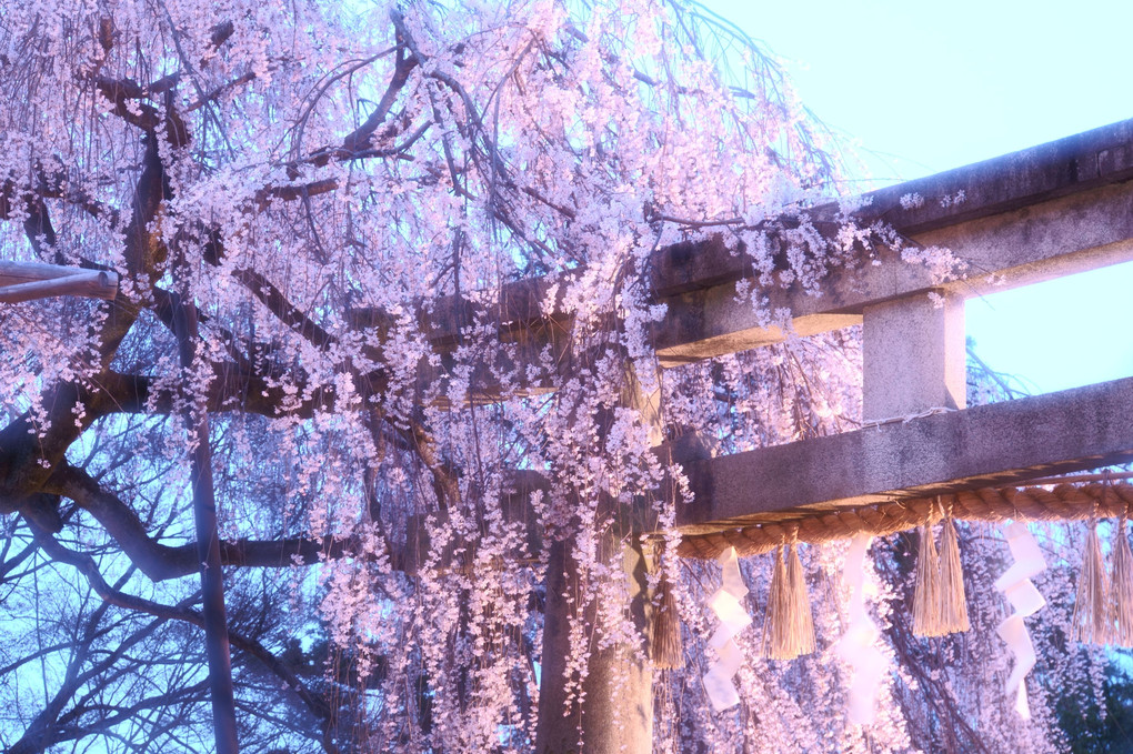 京都・大石桜