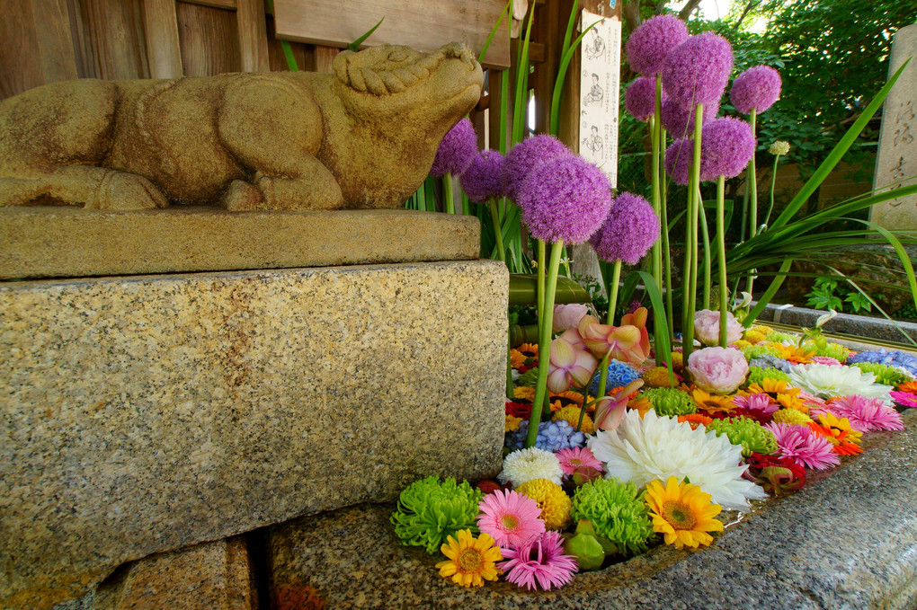 北野さんの花手水