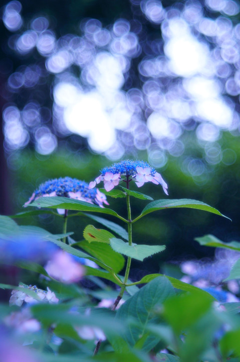 紫陽花のトキメキ