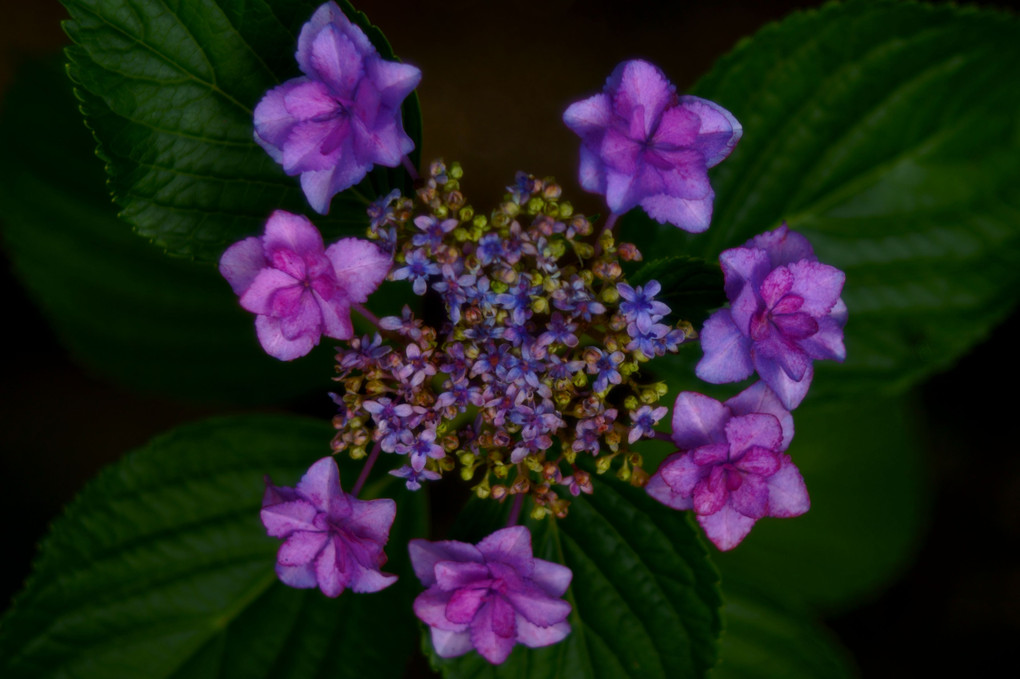 紫陽花のトキメキ