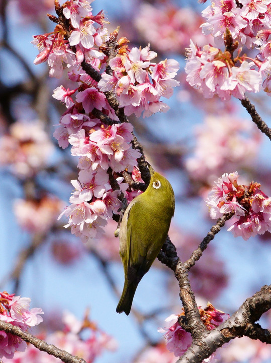 寒桜の頃