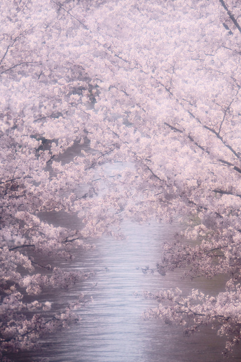 桜色の川～マンスリーフォトコンSILVER spoon御礼