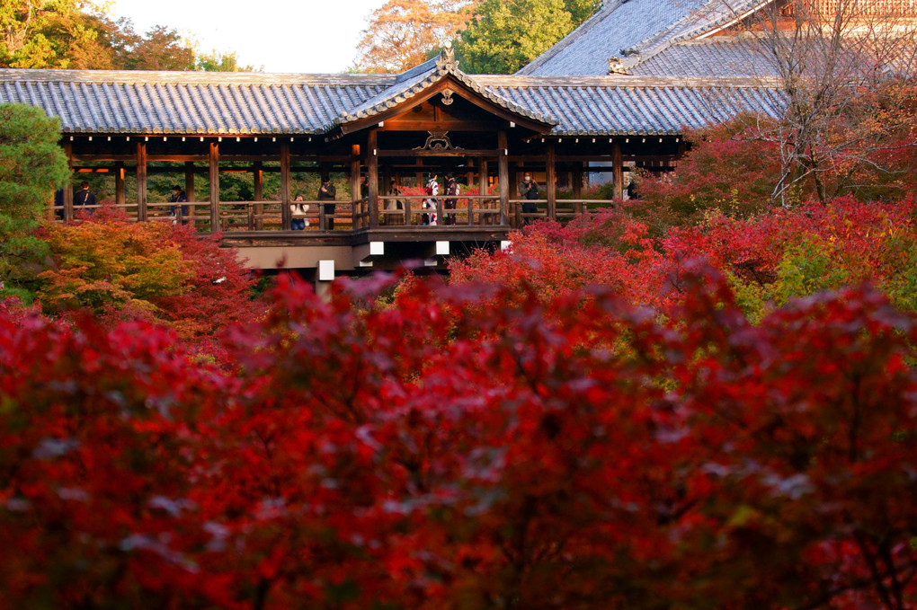 京都・東福寺紅葉