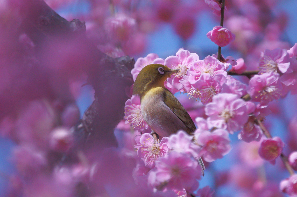 せわしい春