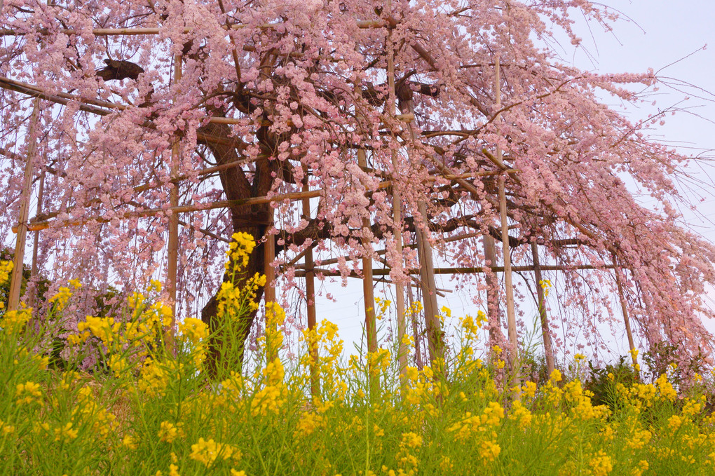 しだれ桜散策