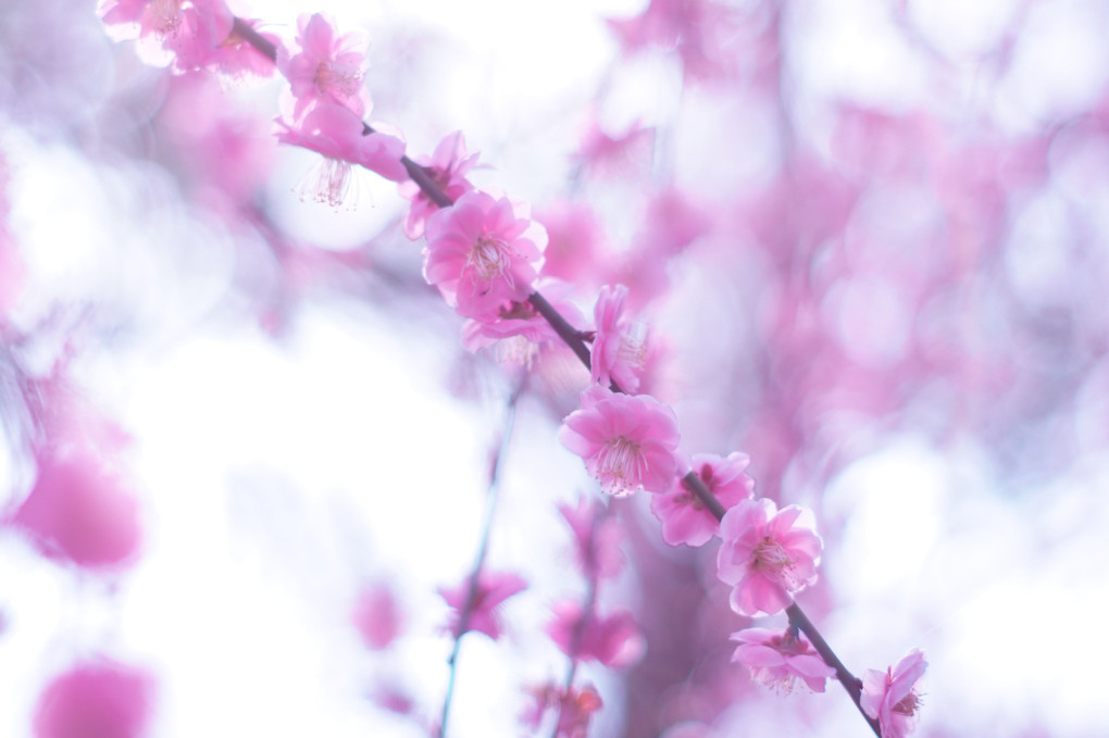 京都・城南宮の春模様