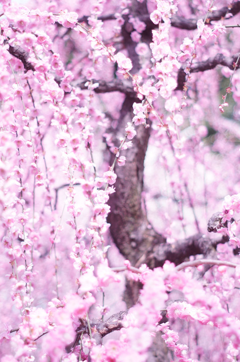 京都・城南宮の春模様