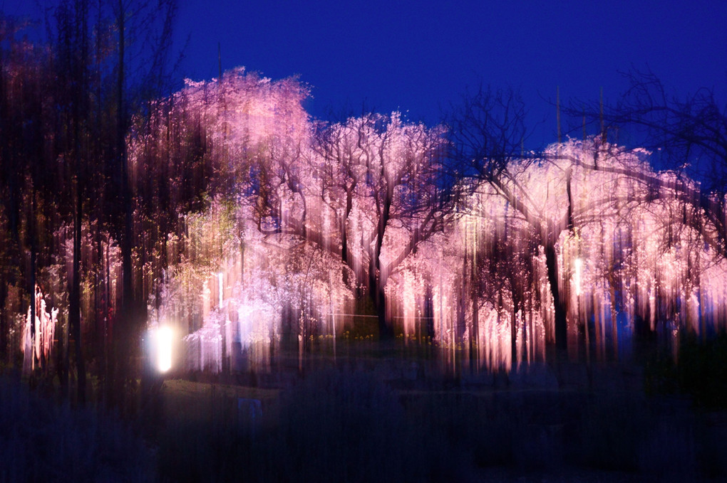 京の植物園ライトアップ