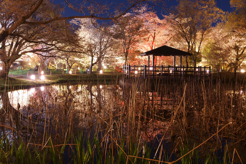 京の植物園ライトアップ