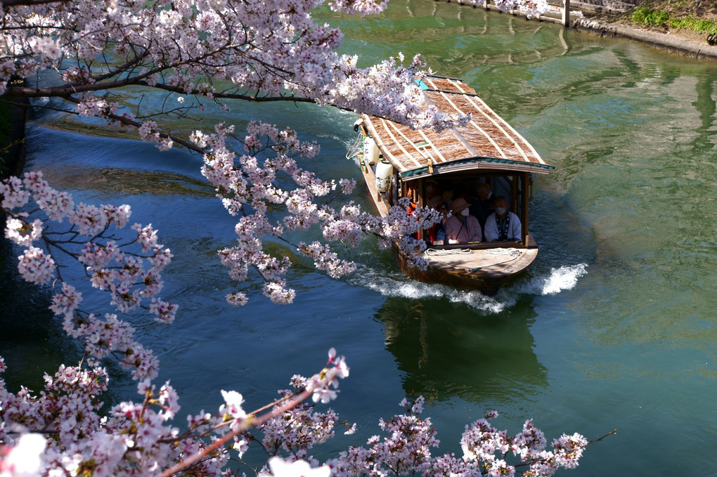 宇治川派流の春