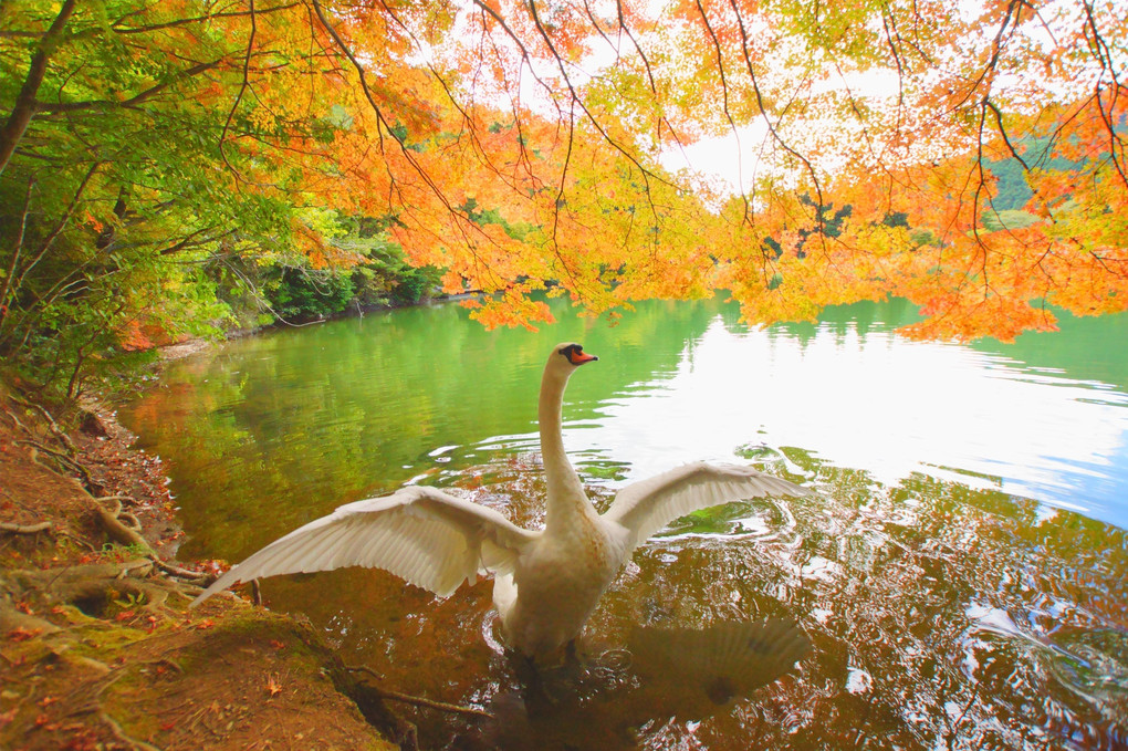 白鳥のいる湖