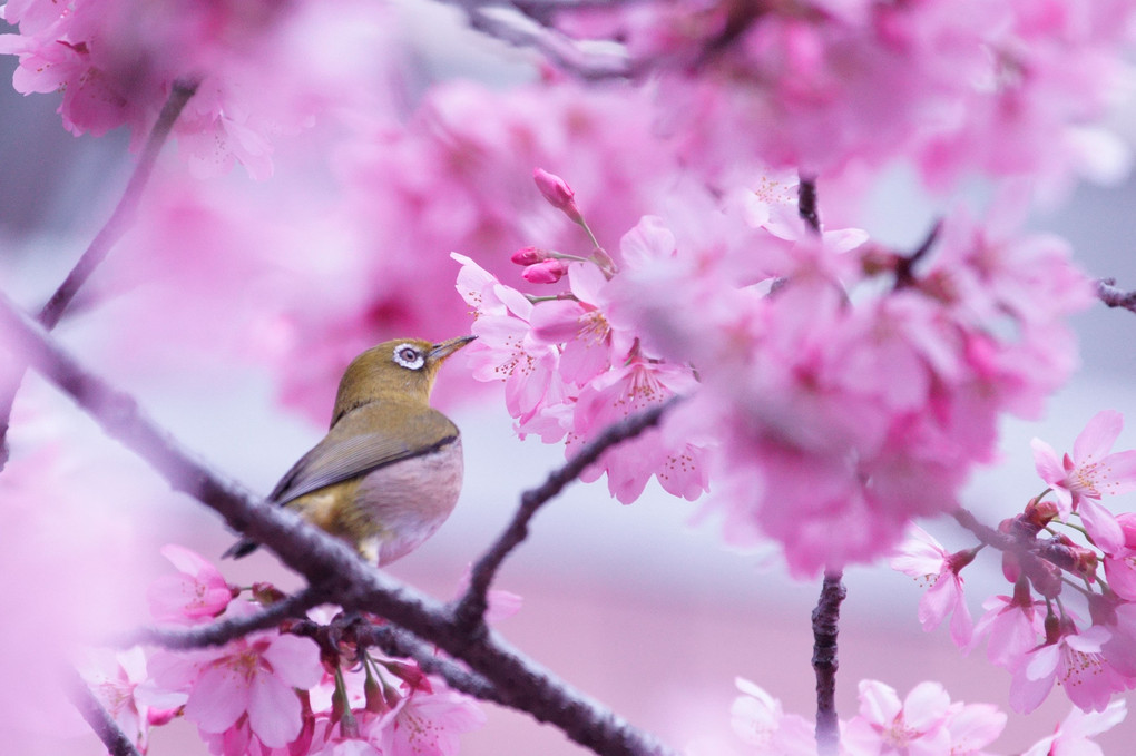 メジロと陽光桜　#カレンダー2024