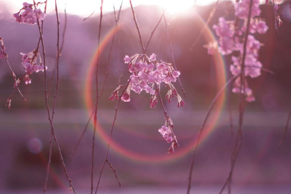 しだれ桜　#カレンダー2024