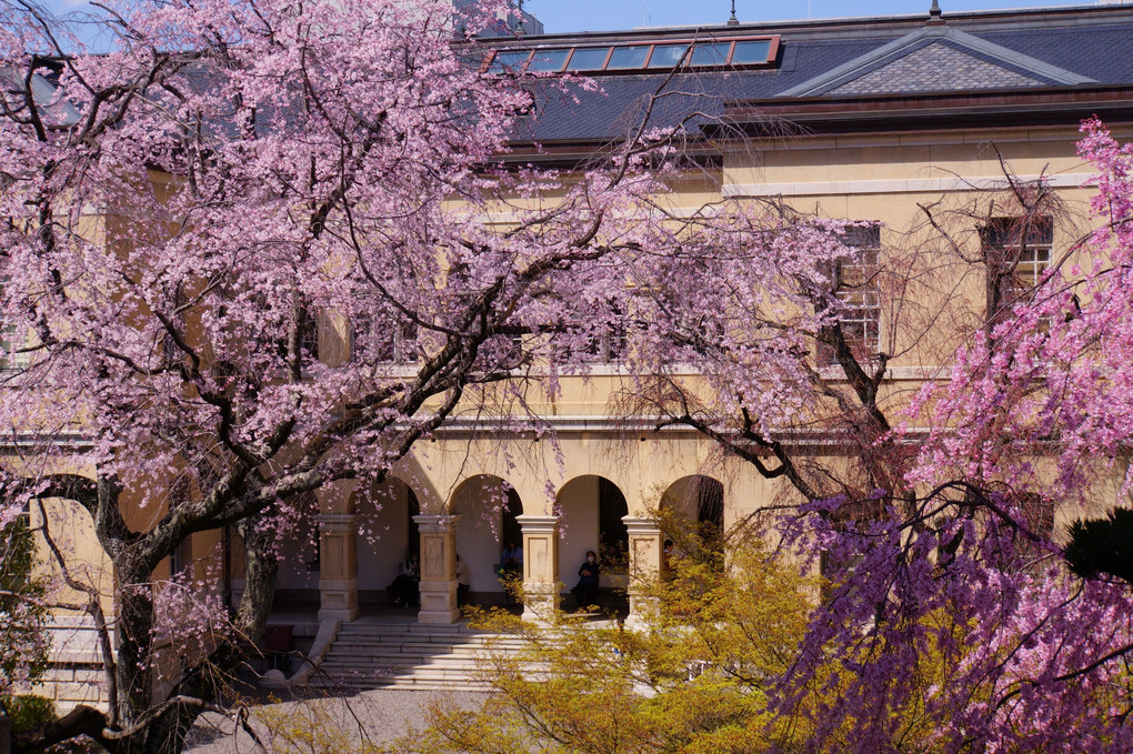 京都府庁旧本館のしだれ桜