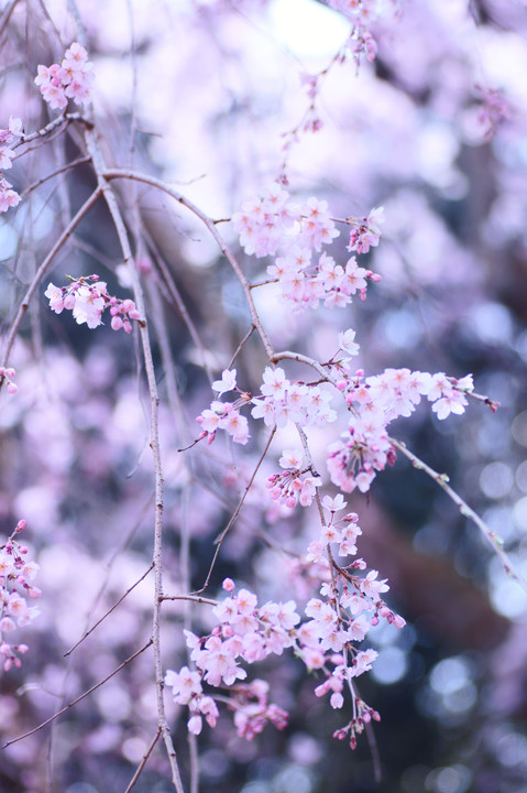 醍醐の花見