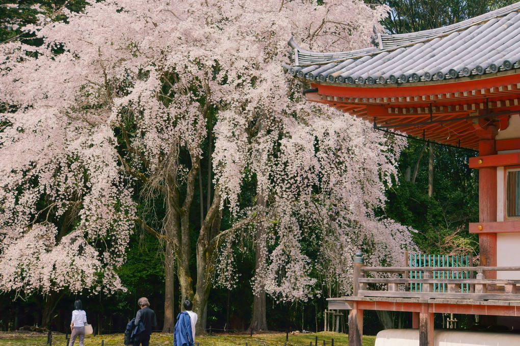 醍醐の花見