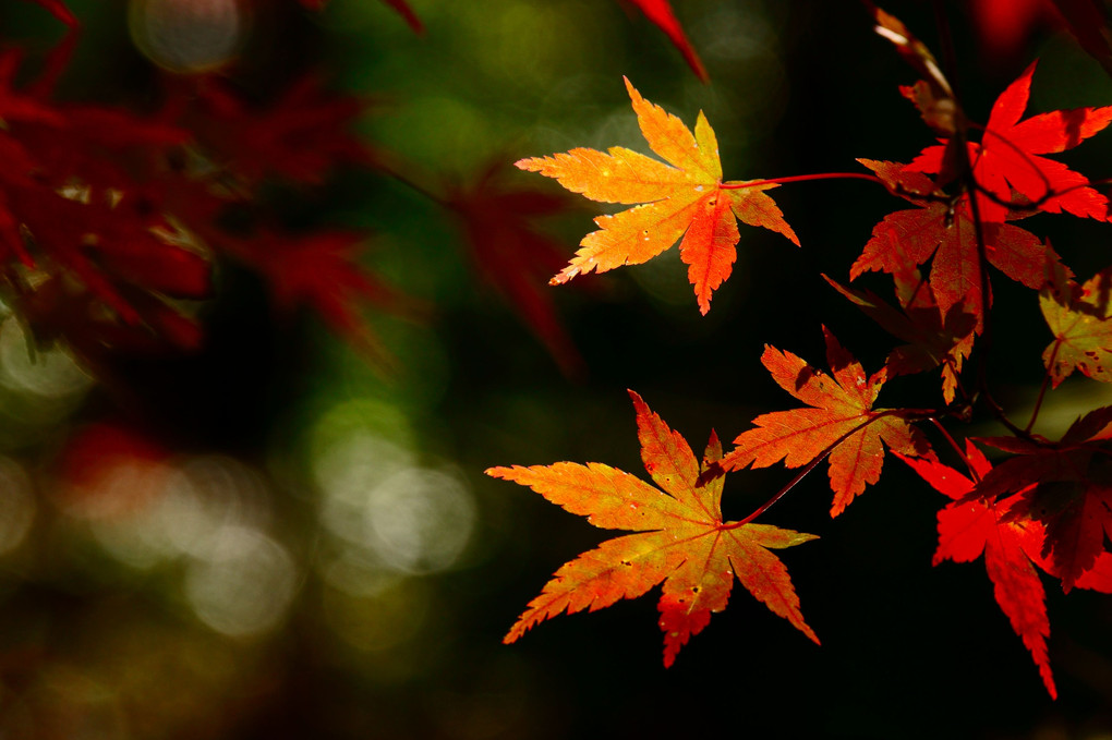 京都・鍬山（くわやま）神社紅葉