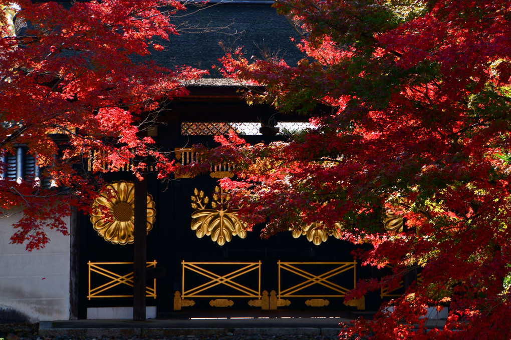 紅葉日和♪～醍醐寺