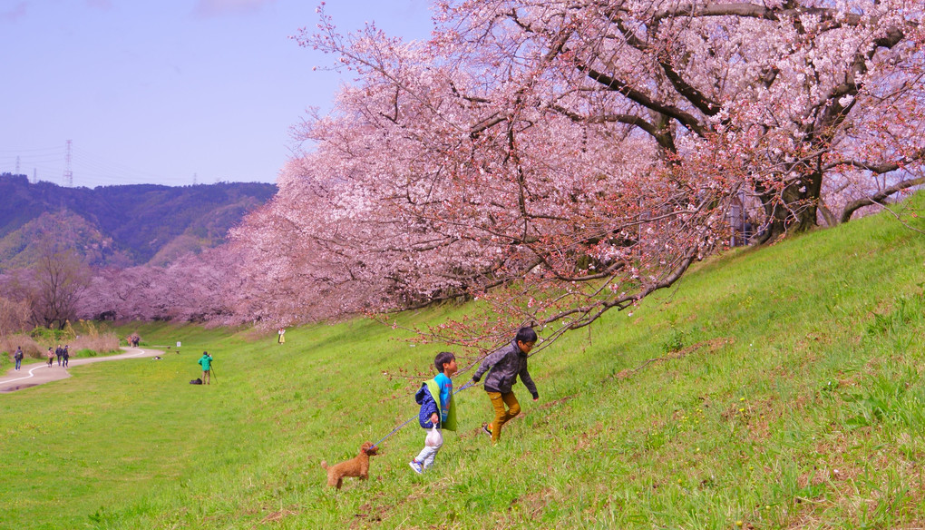桜回廊～京都・背割堤