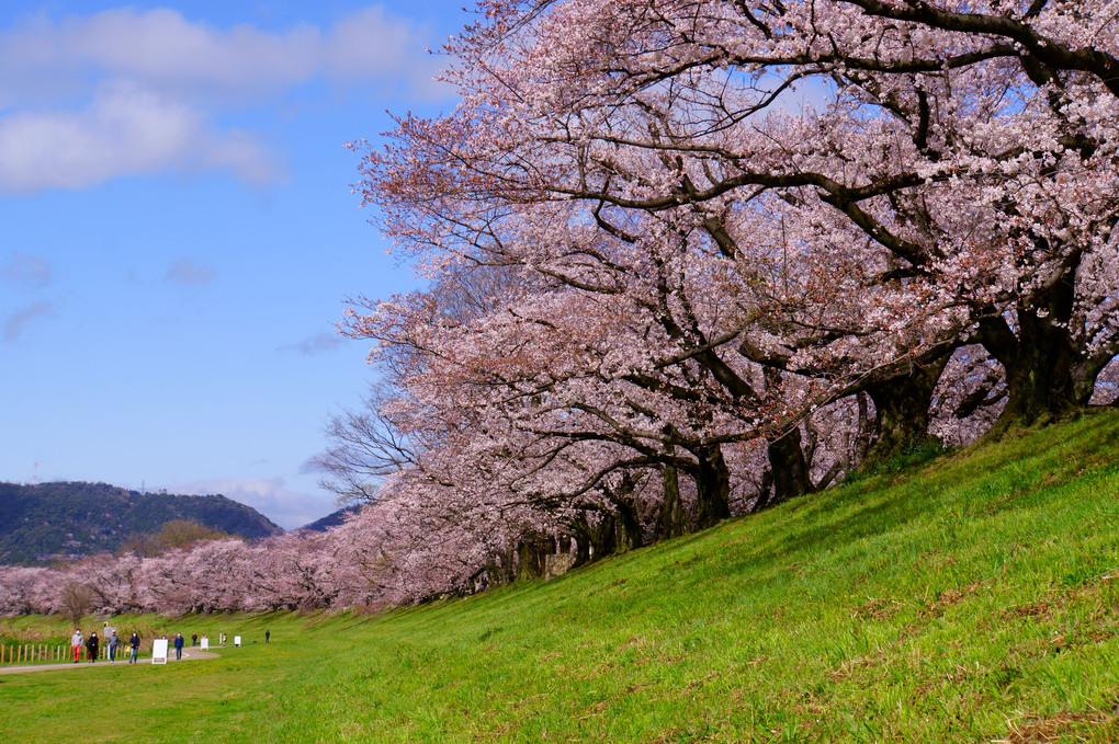 桜回廊～京都・背割堤