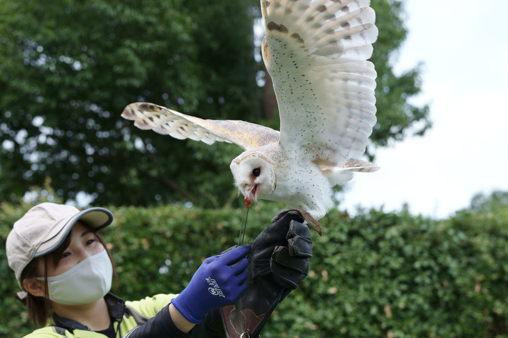 🦉大吉のおやつ (2)