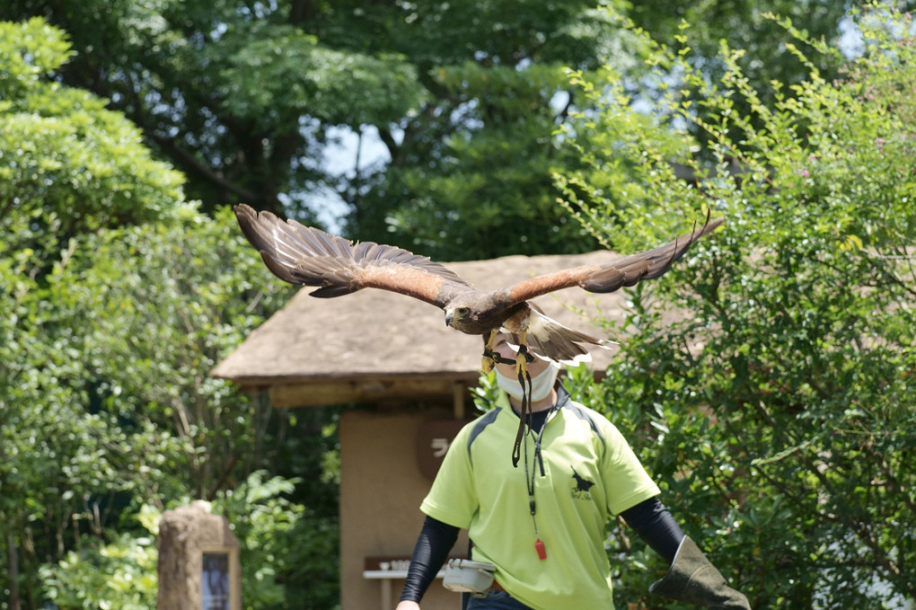 🦅竜馬がゆく (2) 前