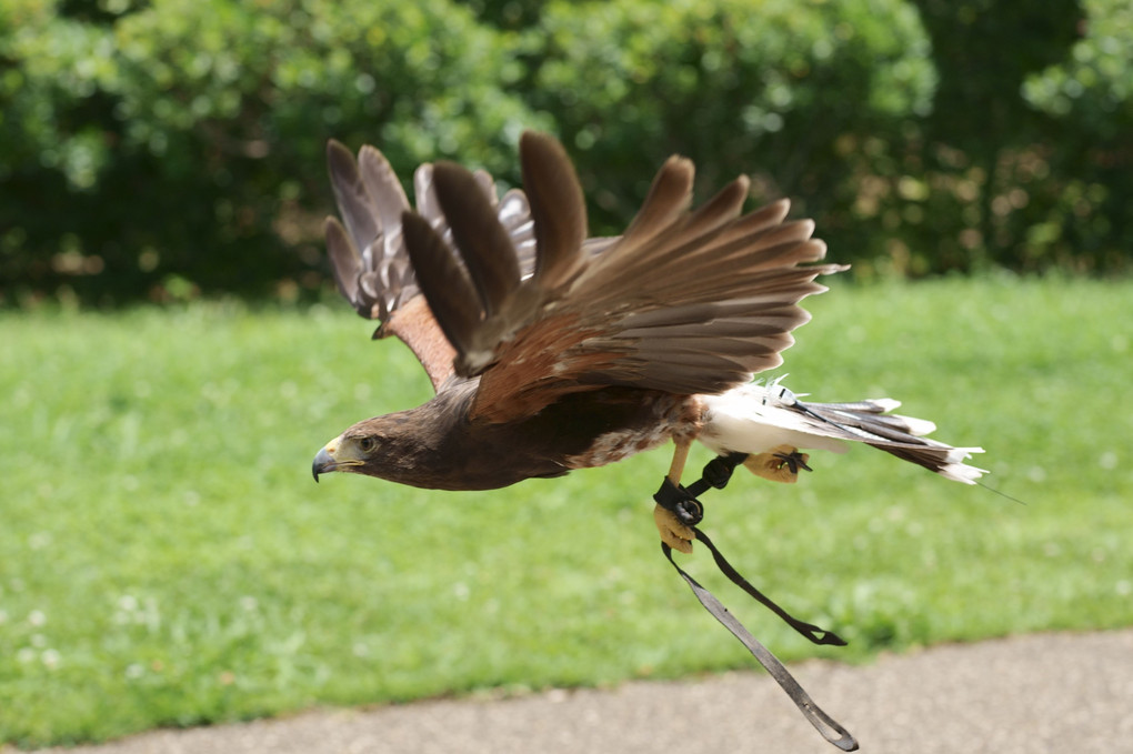 🦅竜馬がゆく (2) 後