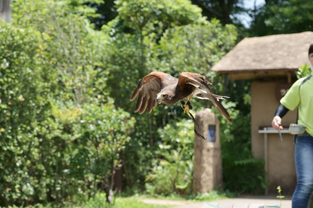 🦅竜馬がゆく (2) 後