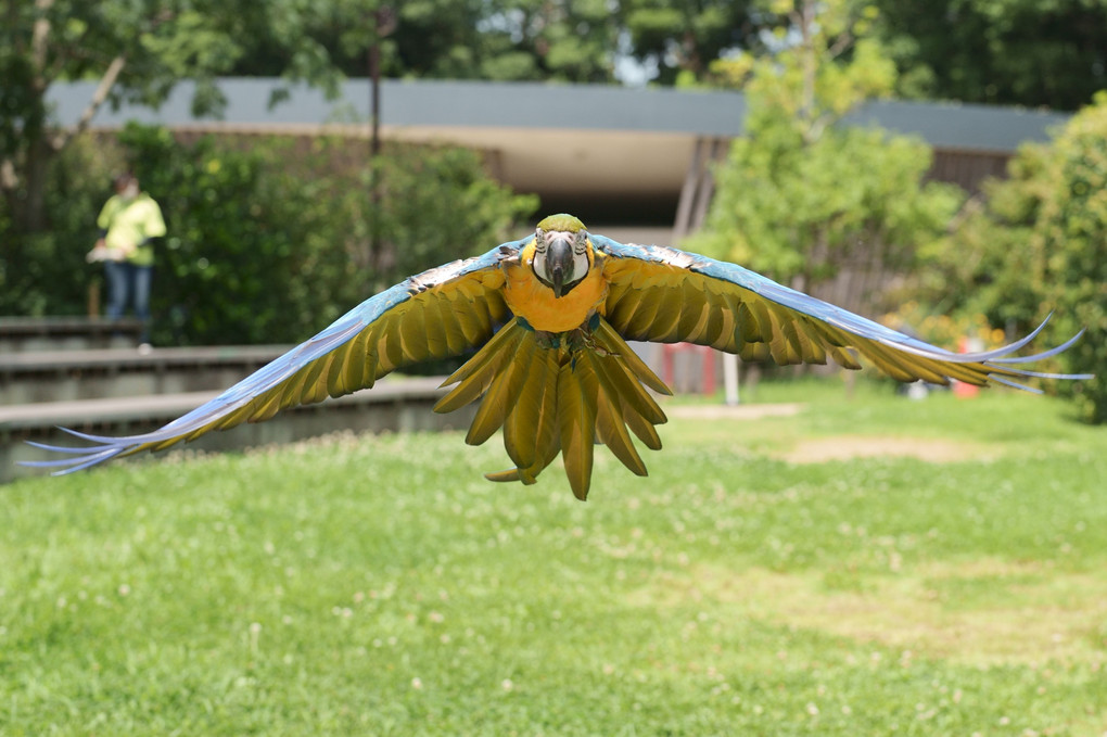 🦜瑠璃色のアイ