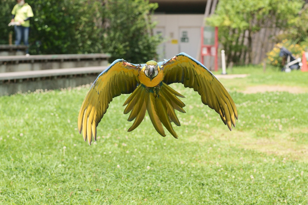 🦜瑠璃色のアイ